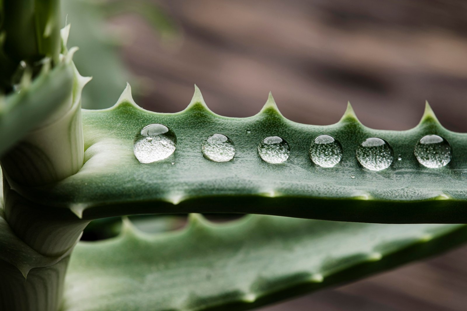 aloe