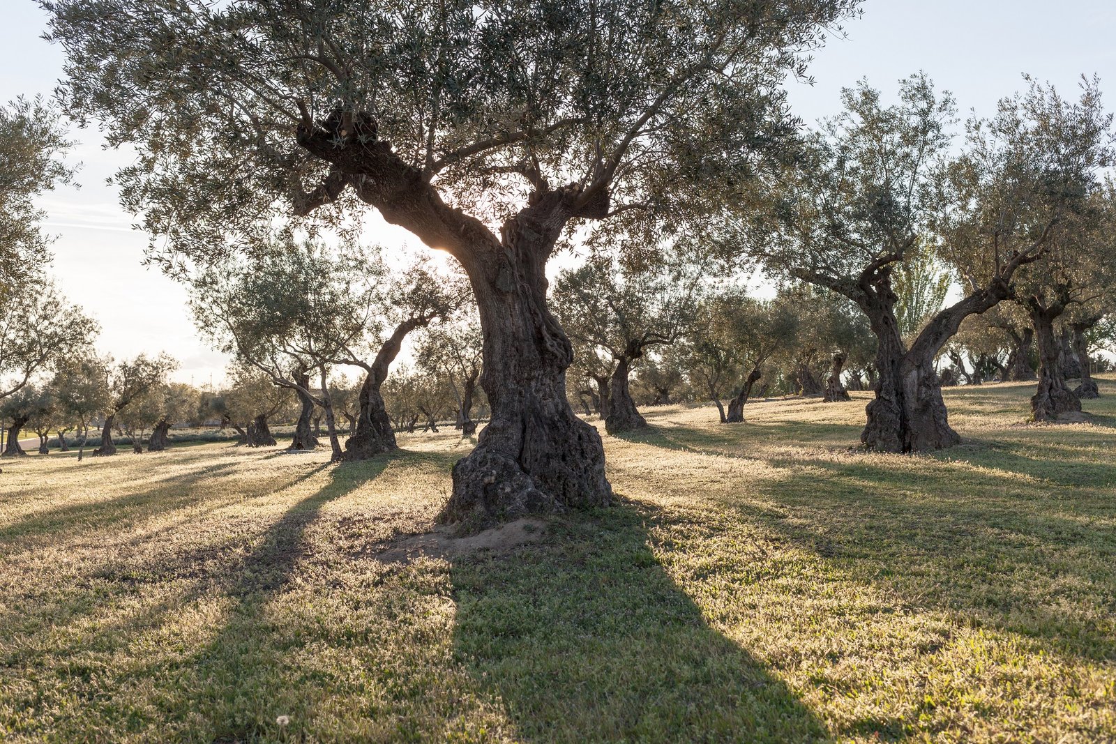Beautiful grove of old trees in sunlight