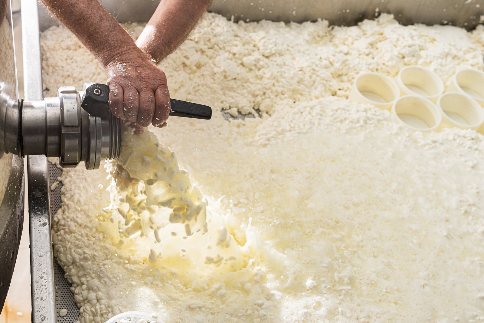 hands of an elderly man opening the tap to let out the curd in the production of fresh cheese.Factory
