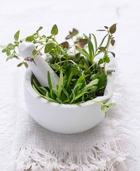 herbs1