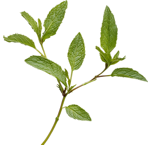 herbspng2