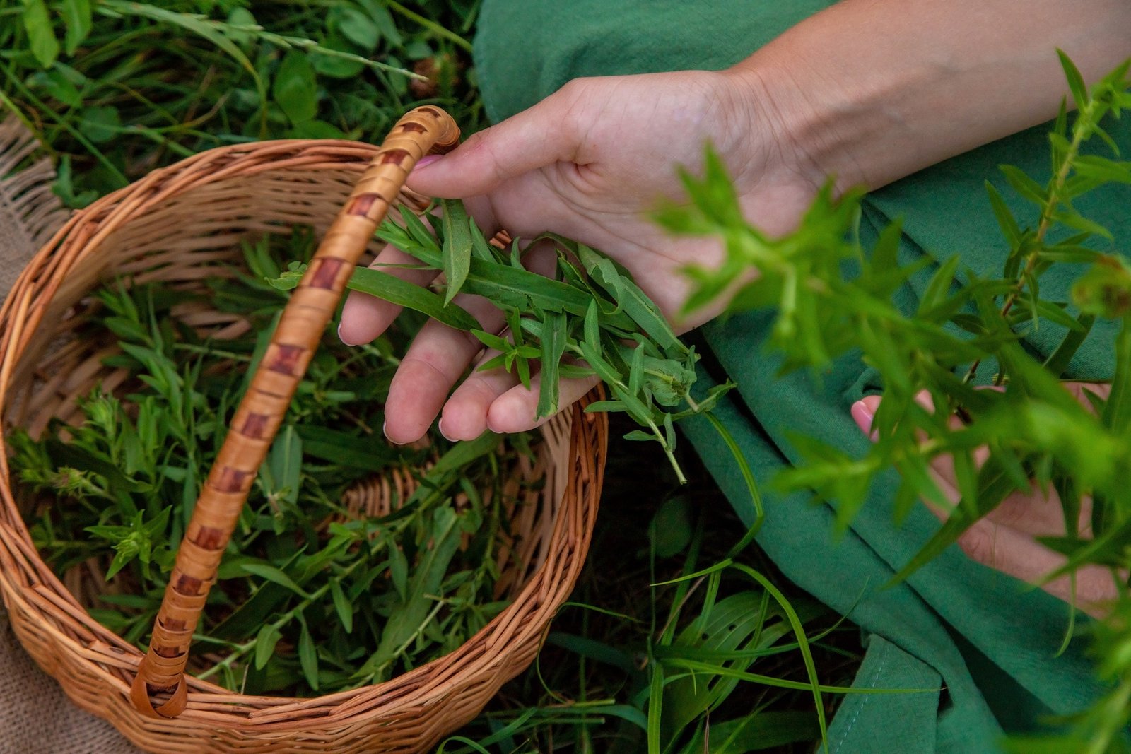 A woman makes herbal tincture. Selective focus. Nature.