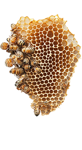 honeycomp