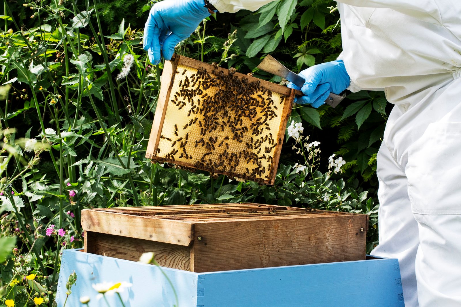 Beekeper wearing protective suit at work, inspecting wooden beehive.