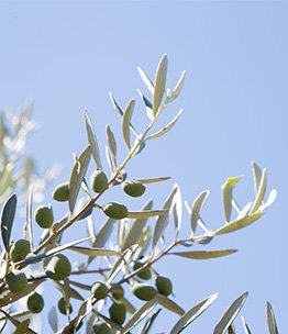 oliveleaf
