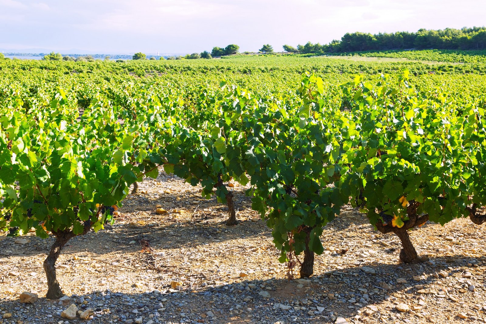 Vineyards plantation in sunny summer day. Languedoc-Roussillon, France