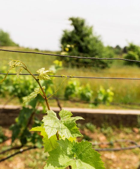 wineryyard