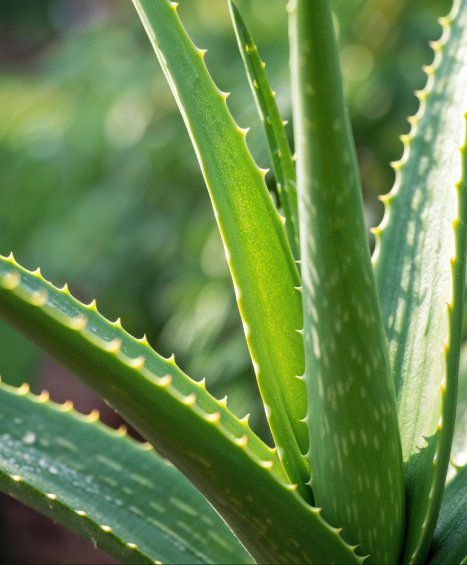 aloevera