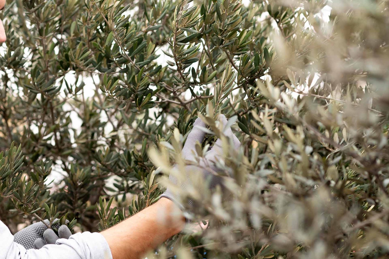 olive0