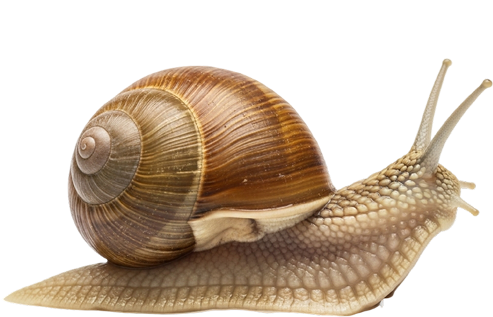 snailpng